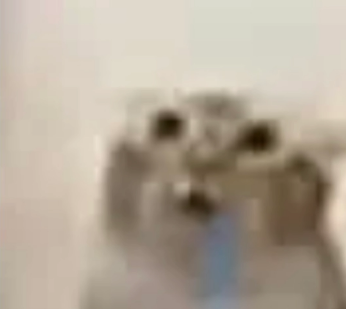 Gato AAA